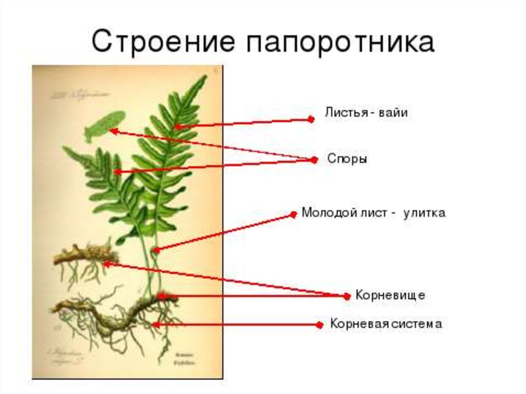 На рисунке подпишите органы папоротника