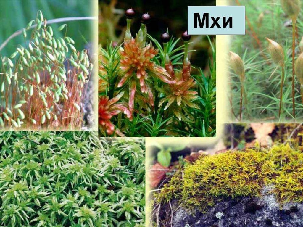 Примеры группы мхи. Многообразие мхов. Мхи названия. Видовое разнообразие мха. Виды растений мхи.