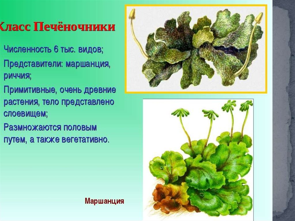 Мхи 5 класс биология презентация