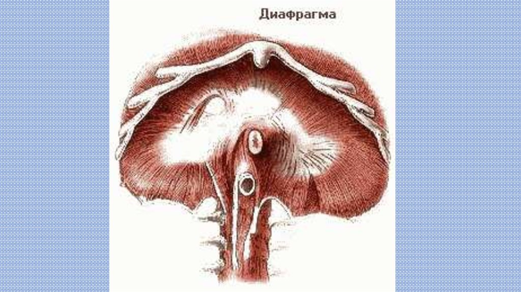 Диафрагма. Строение - презентация онлайн