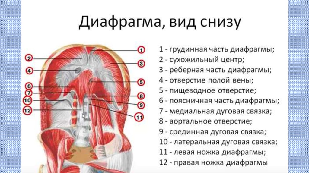 Диафрагма находится. Диафрагма строение и функции. Диафрагма вид снизу анатомия.