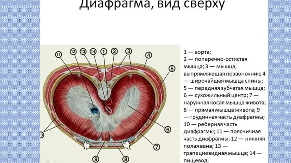 Релаксация диафрагмы презентация