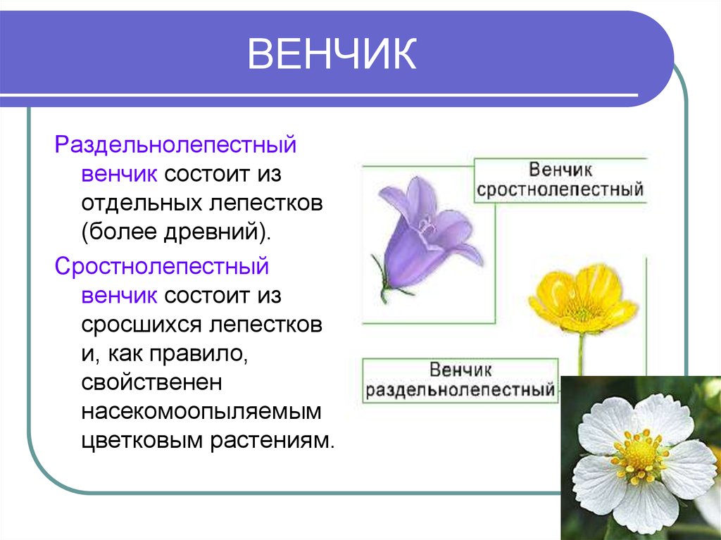 Цветок. Строение цветка - презентация онлайн