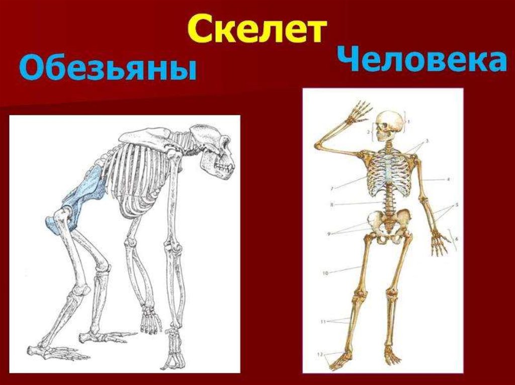 Отличия скелета человека от млекопитающего. Скелет человека. Скелет человекообразной обезьяны. Скелет человека и примата. Скелет шимпанзе и человека.