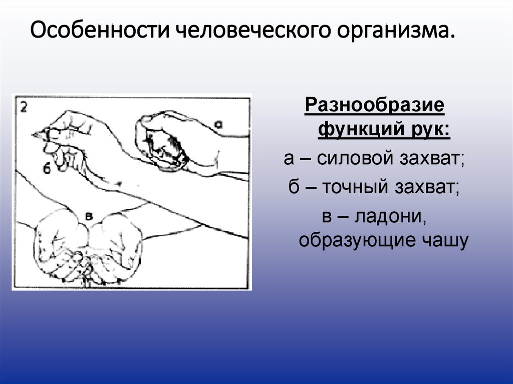 Человеческая особенность