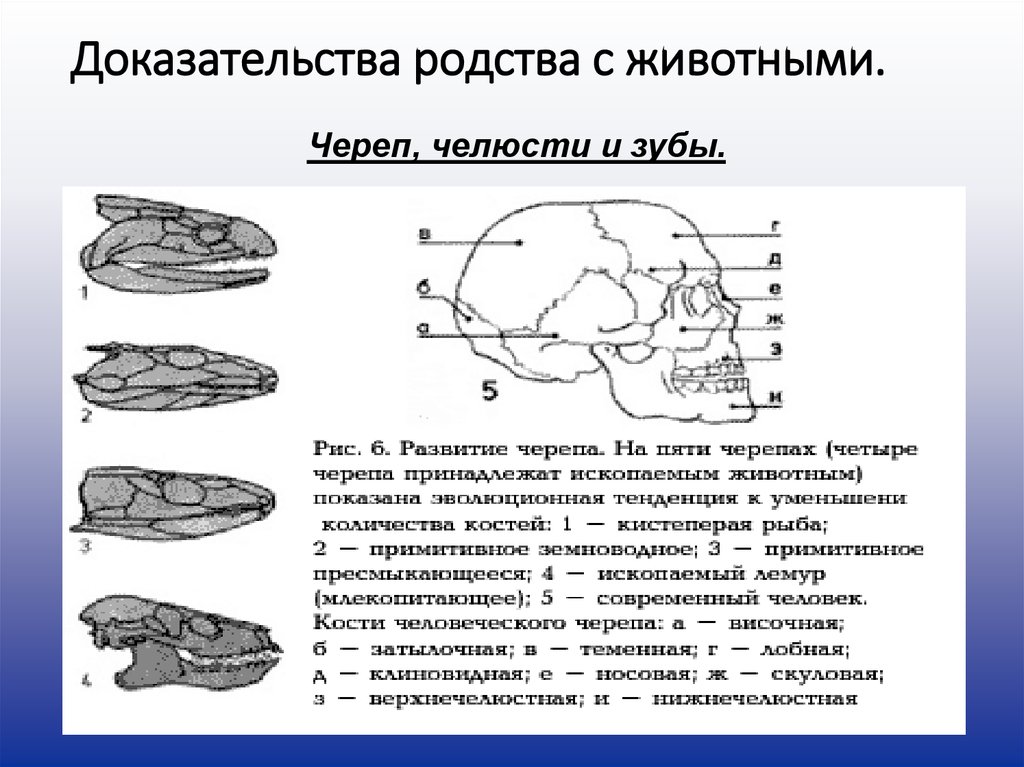 Доказательство родства человека