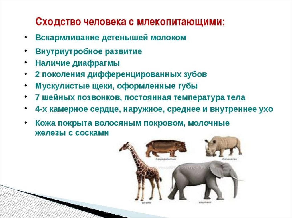 Млекопитающие являются одним из классов животных