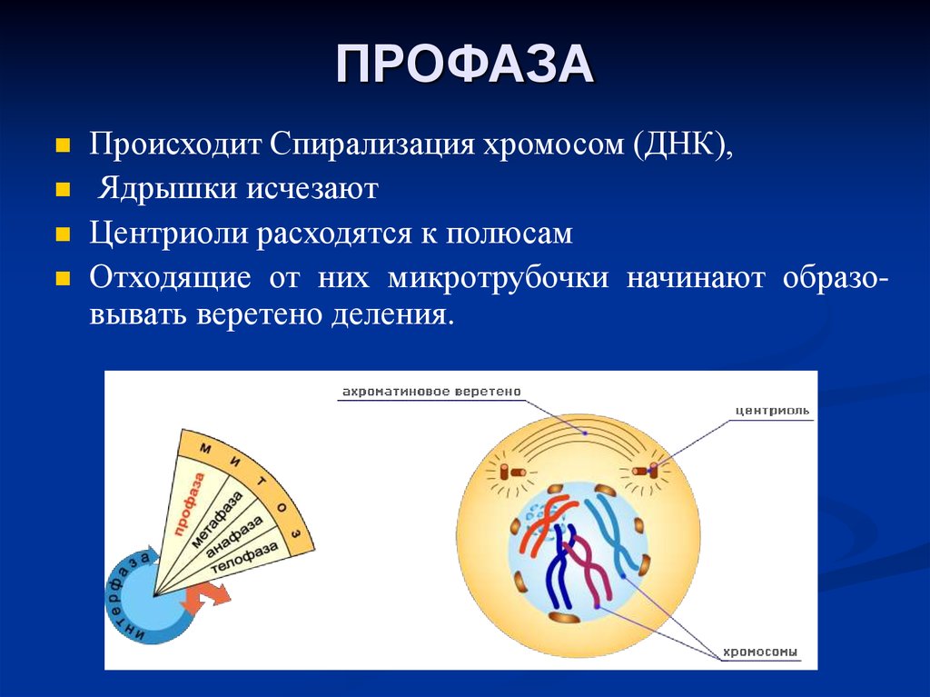 Д спирализация хромосом. Профаза. Профаза спирализация хромосом. Процессы происходящие в профазе митоза. В профазе митоза происходит следующие процессы.