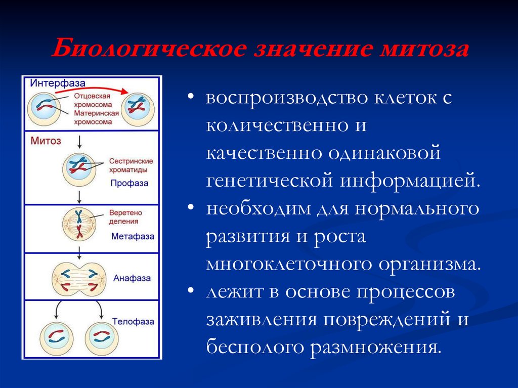Размножение клетки жизненный цикл. Какого биологическое значение процесса митоза. Митоз его фазы и значение кратко. Митоз фазы митоза биологическое значение. Митоз биологический смысл фазы биологическое значение.