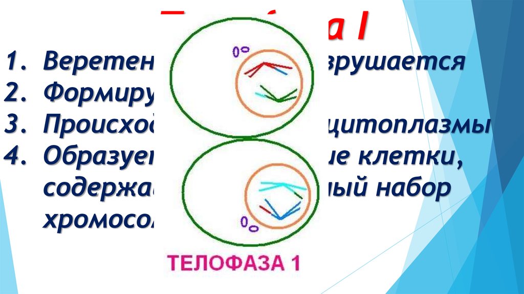 Телофаза мейоза 1 хромосомный набор. Телофаза мейоза 1. Телофаза i. Телофаза мейоза 1 набор. Телофаза мейоза 1 действие.