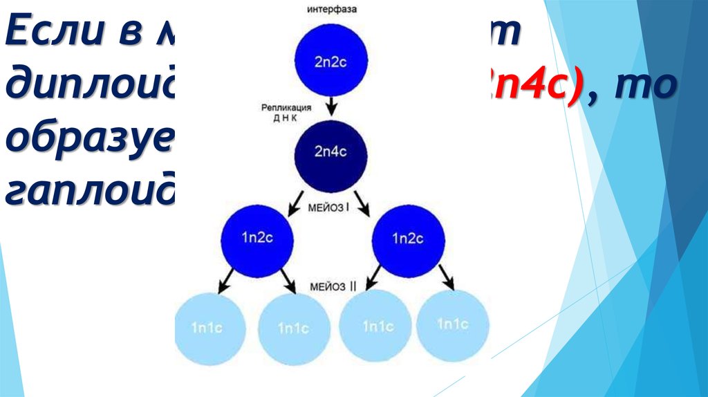 N c что значит. Диплоидный набор хромосом это 2n4c. 2n2c набор хромосом. Мейоз 2n4c. Генетическая формула клетки схема.