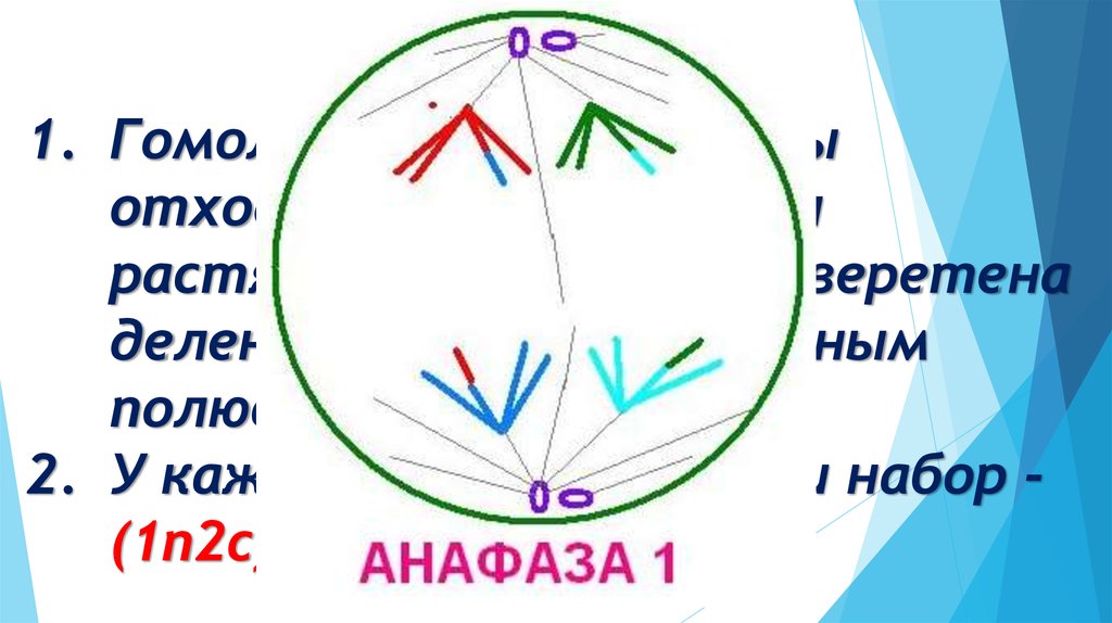 Анафаза мейоза 1 рисунок