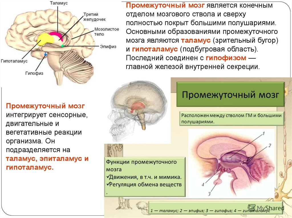 Гипофиз в голове. Промежуточный мозг гипоталамус гипофиз. Функции гипоталамуса промежуточного мозга. Промежуточный мозг гипофиз эпифиз функции. Гипофиз эпифиз таламус.