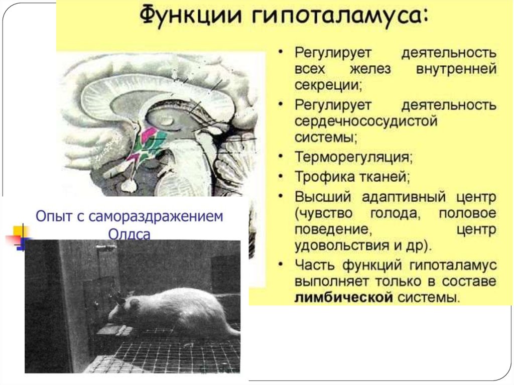 Промежуточный мозг презентация. Функции промежуточного мозга. Промежуточный мозг регулирует. Промежуточный мозг фото.