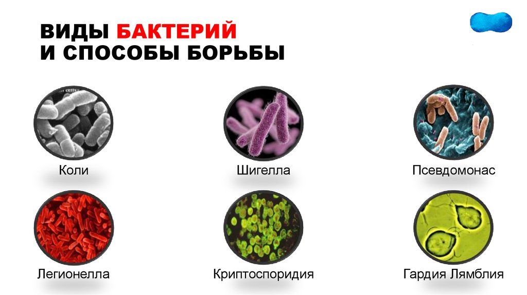 Виды бактерий. Микроорганизмы и их названия. Виды бактерий 7 класс биология