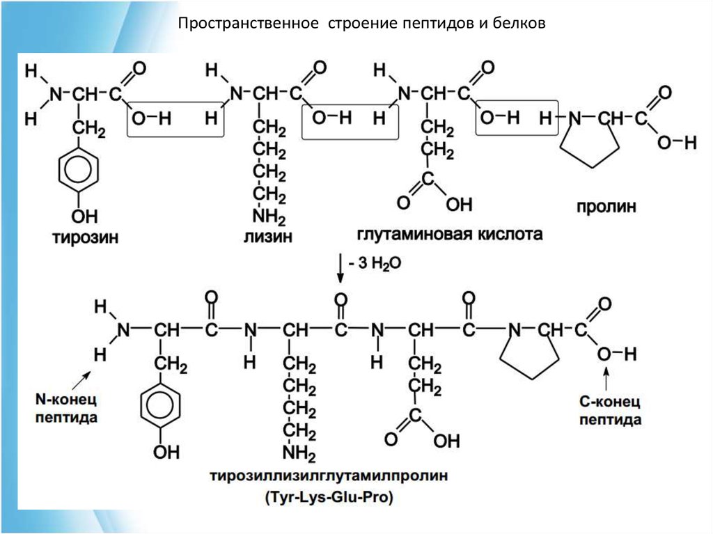 Полипептид строение. Трипептид гистидин лизин пролин. Пролин в пептиде. Лизин пролин тирозин трипептид. Пептид глутаминовой кислоты схема.