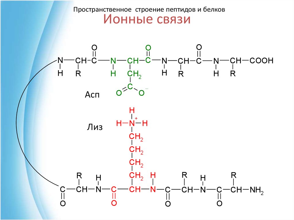 Полипептид строение. Строение пептидов. Строение пептидов и белков. Структура пептидов. АСП пептид.