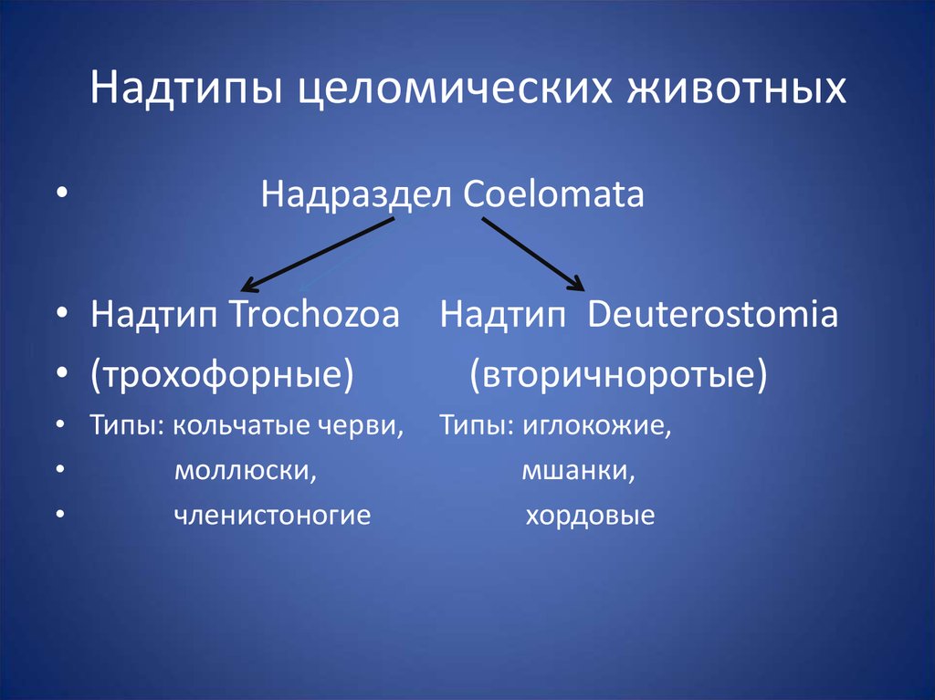 Есть ли целомические животные не укладывающиеся в схему первично и вторичноротости