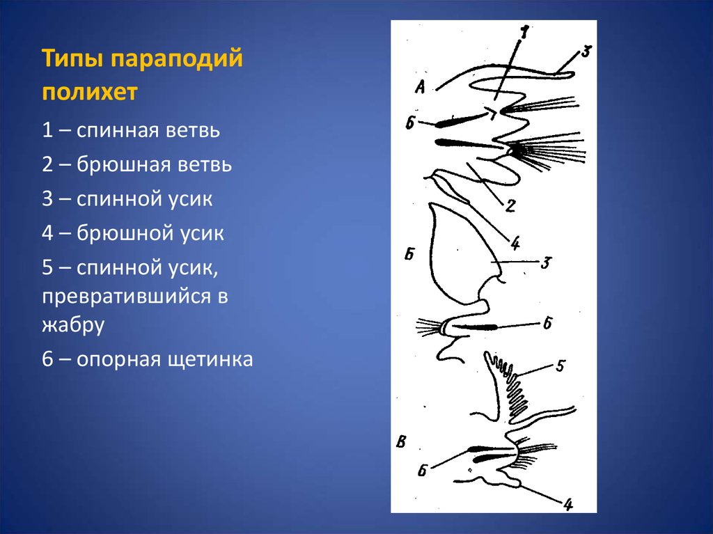 Параподия нереиды рисунок