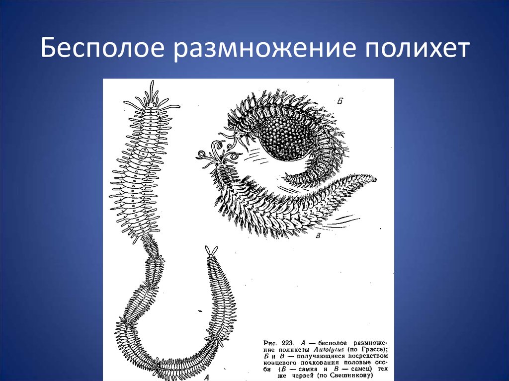 Полость тела многощетинковых червей