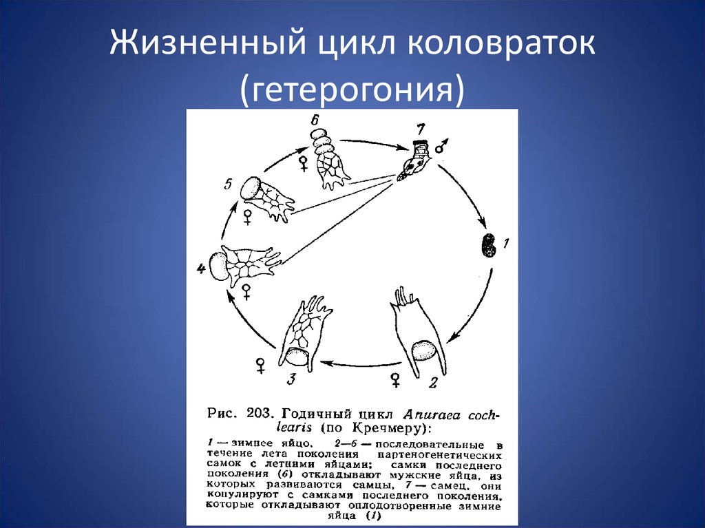 Жизненный цикл характерен. Жизненный цикл коловратки схема. Цикломорфоз коловраток. Годовой цикл коловратки. Жизненный цикл коловраток коловраток.