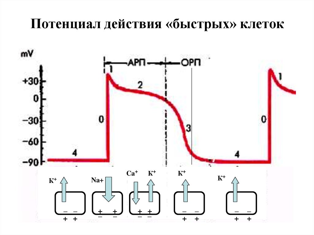 Схема потенциала действия