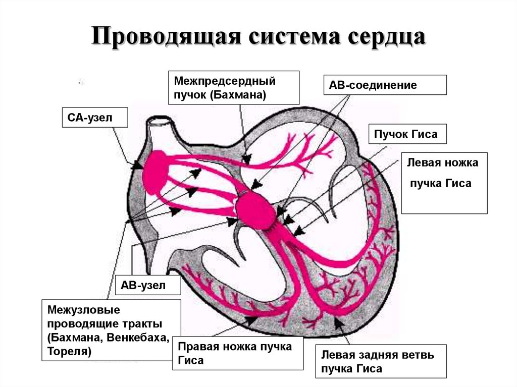 Левая ветвь пучка гиса