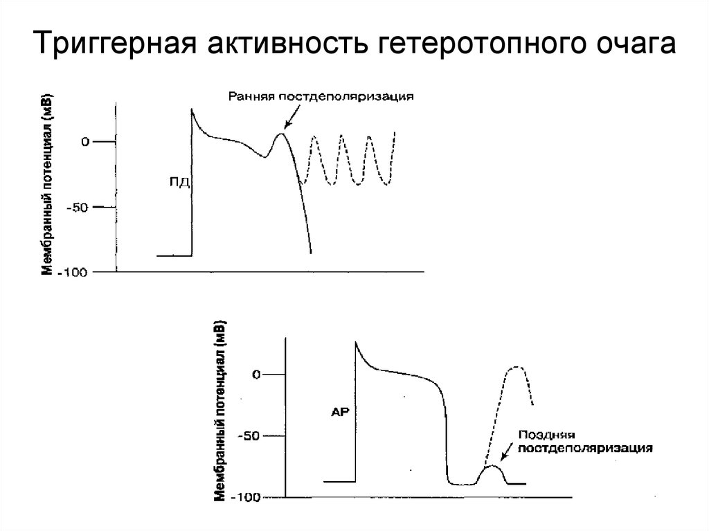 Ранняя активность