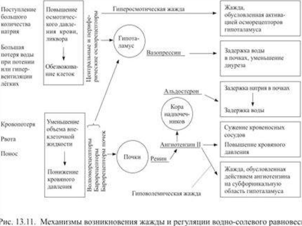 Схема регуляции пищевого поведения