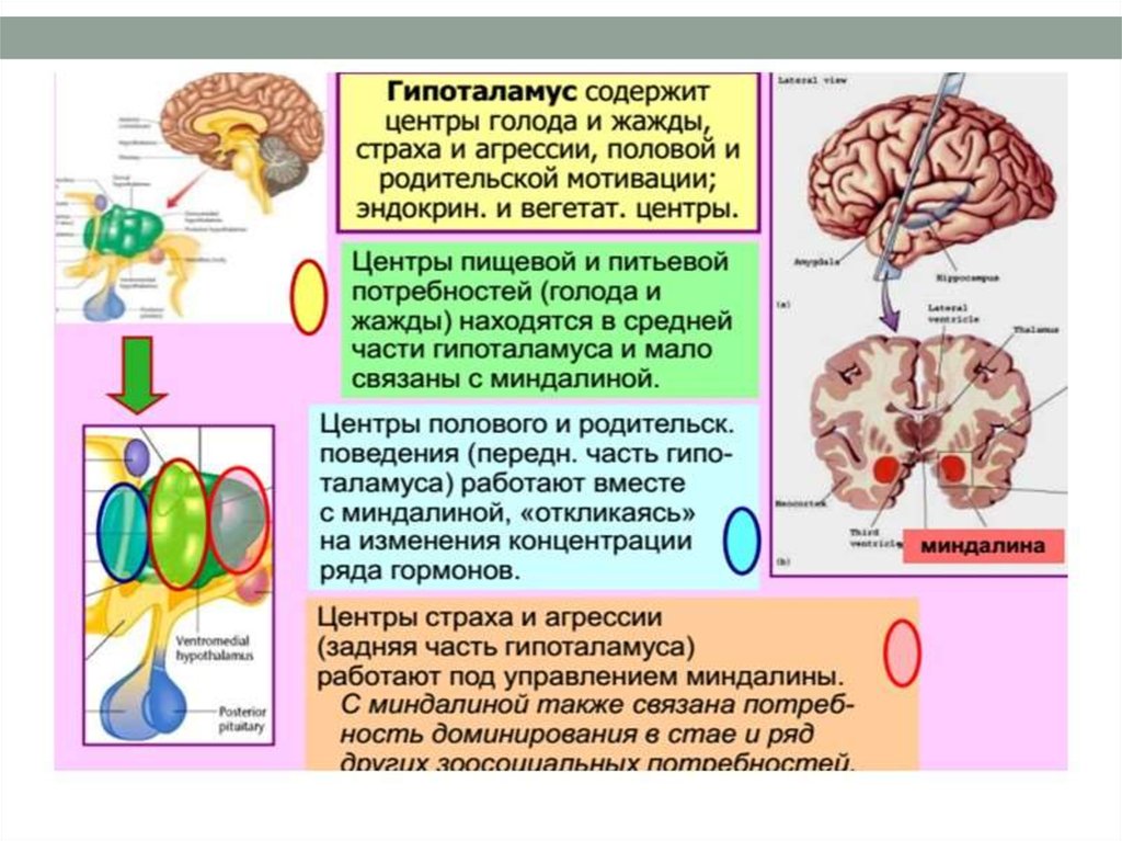 Центр голода в головном мозге. Гипоталамус центр голода и насыщения. Гипоталамус строение и функции. Центр сытости и голода. Гипоталамус функции.