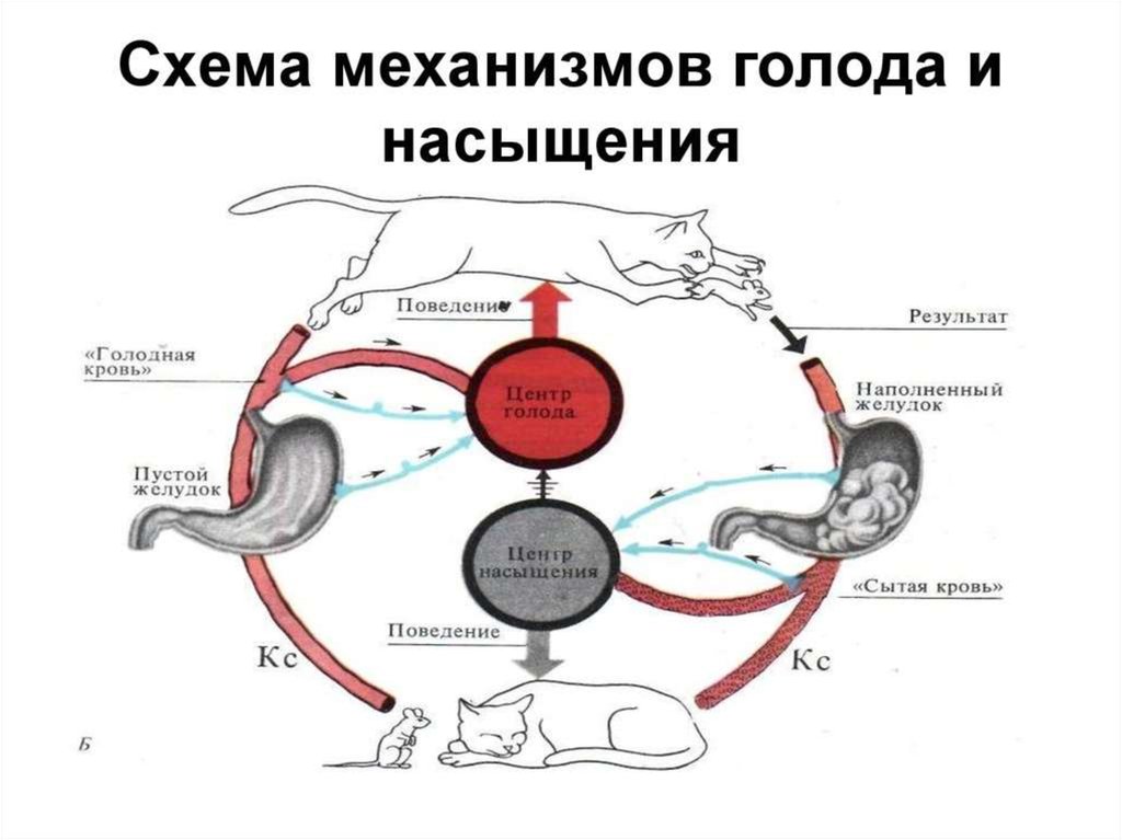 Схема регуляции пищевого поведения