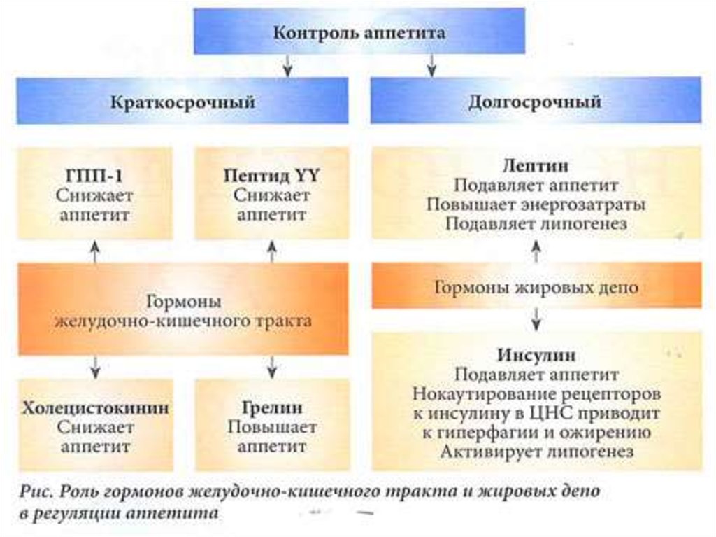 Схема регуляции пищевого поведения физиология