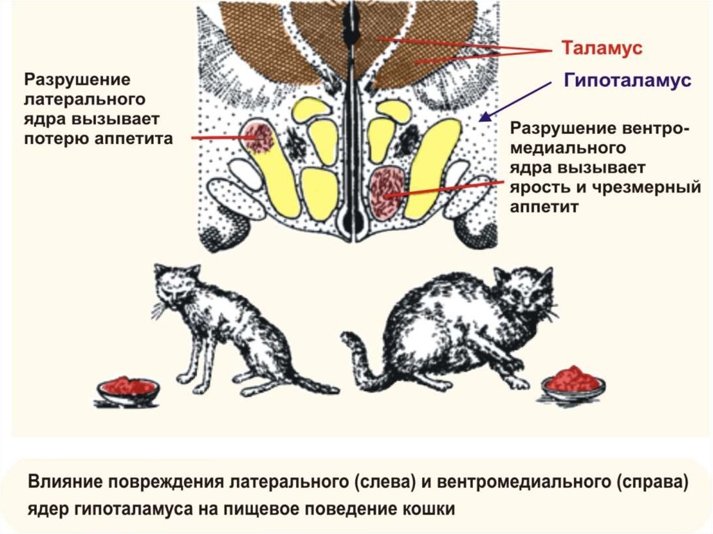 У животного наблюдается гиперфагия раздражение какого отдела мозга дает такую картину
