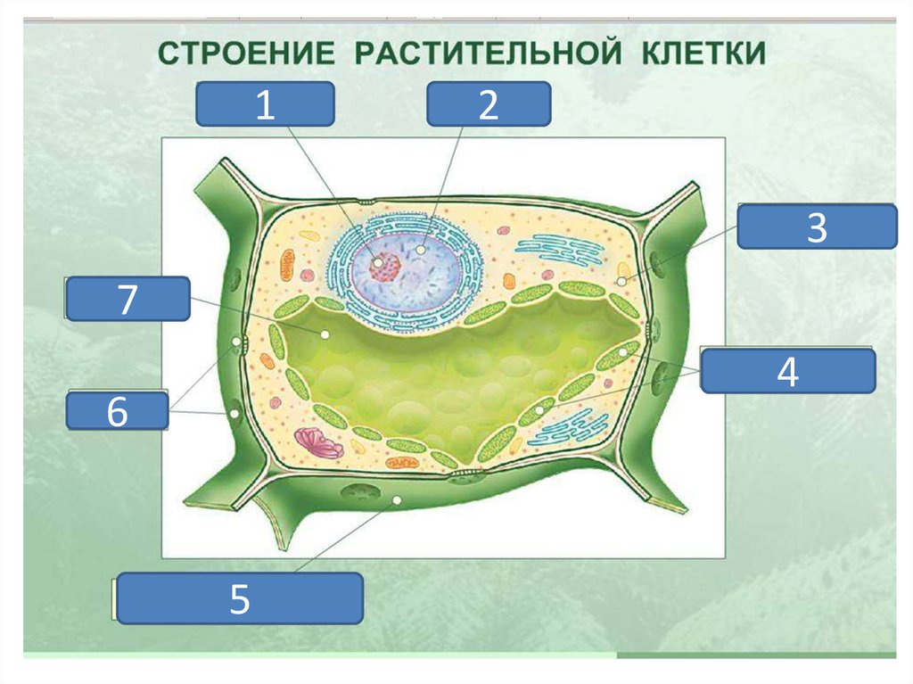 Структура растительной клетки 6 класс. Клетка растения по биологии 5 класс. Клетка растения 5 класс биология. Строение клетки растения. Строение растительной клетки 5 класс биология.