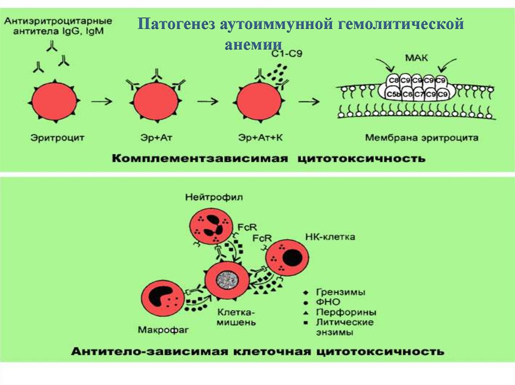 Реакция кумбса