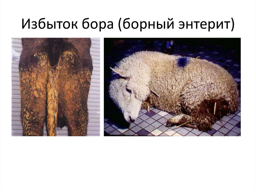 недостаток никеля у животных. недостаток марганца у коров. эндемический зоб у телят. гипокобальтоз у животных. избыток у животных.