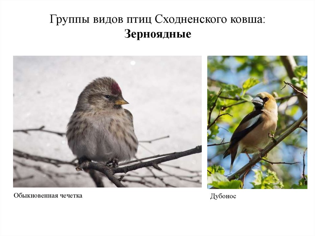 Группы видов птиц Сходненского ковша: Зерноядные