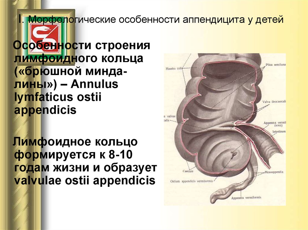 Аппендикс относится. Строение аппендикса анатомия. Строение червеобразного отростка. Особенности строения аппендикса.