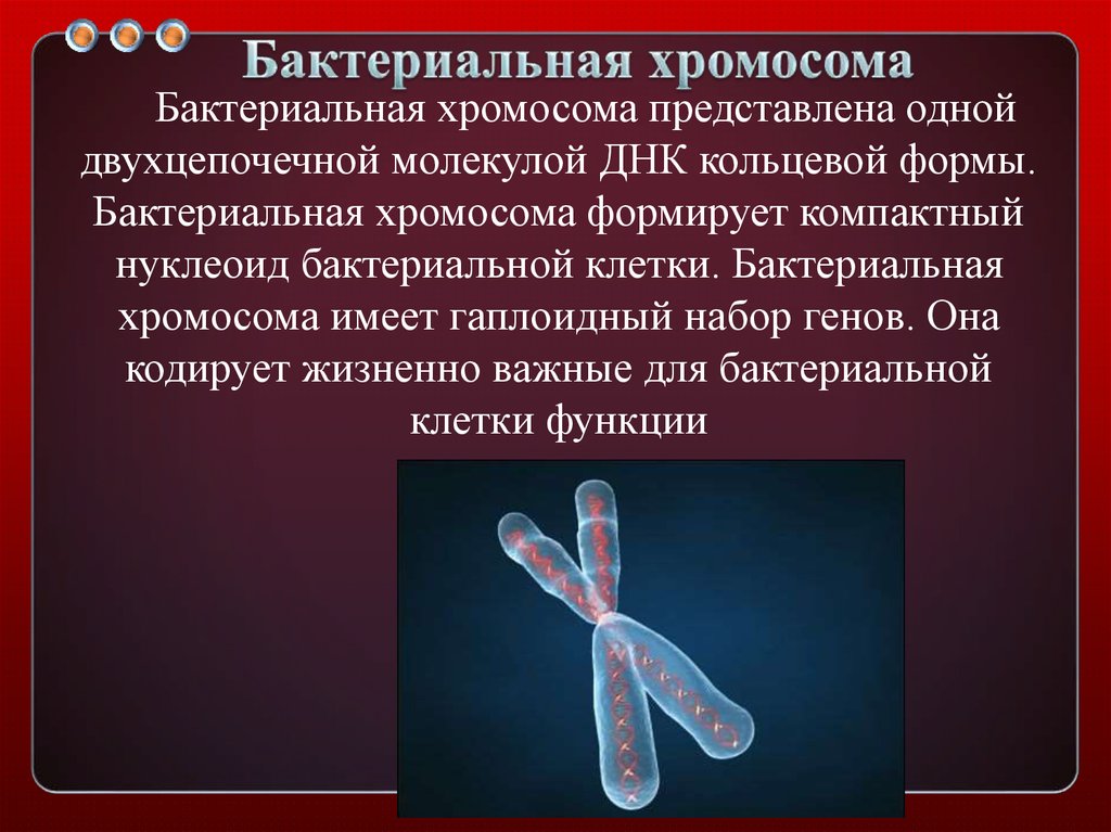 Кольцевая 4 хромосома. Бактериальная хромосома. Строение бактериальной хромосомы. Бактериальная хромосома микробиология.