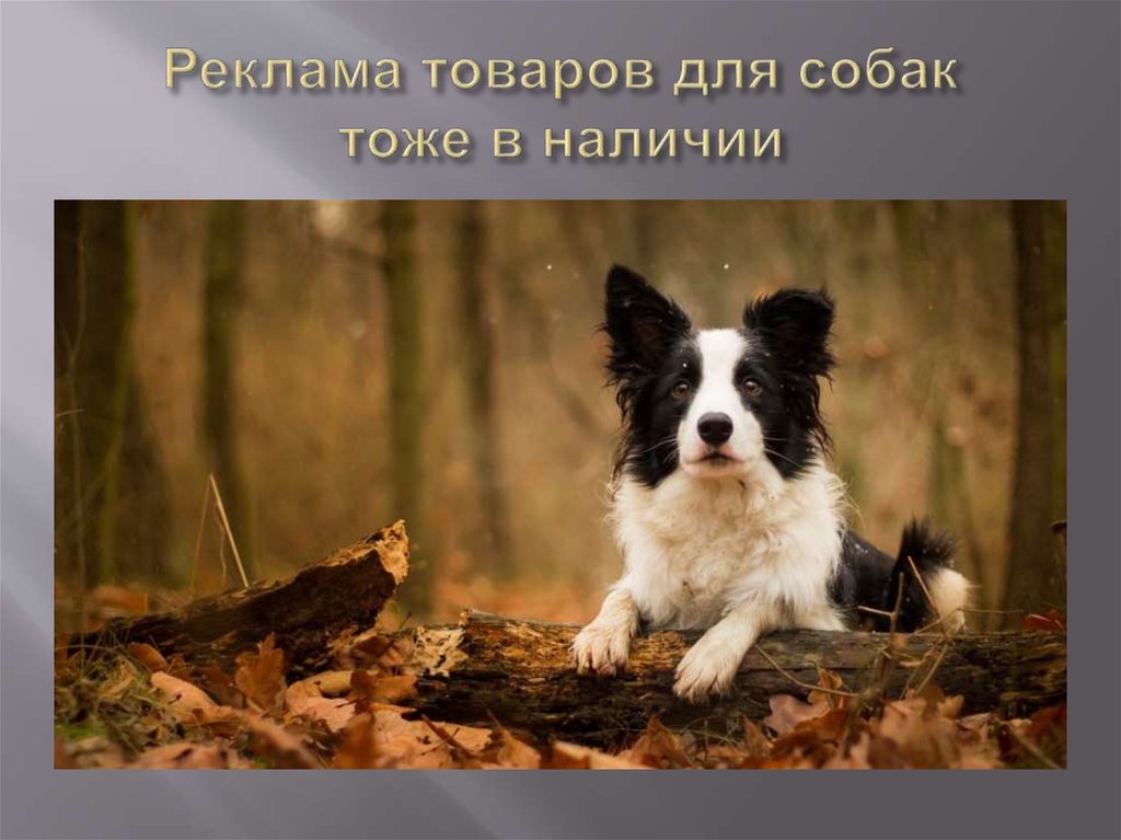 Реклама товаров для собак тоже в наличии
