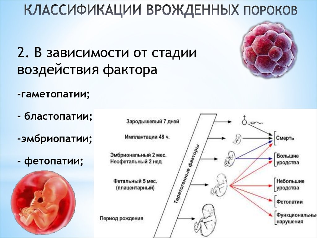 Этап воздействия. Гаметопатии бластопатии. Бластопатии повреждение зиготы. Эмбриопатия гомеопатия бластопатия фетопатия. Классификация врожденных пороков.