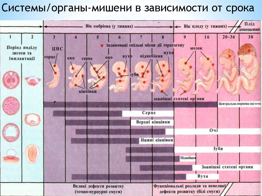 Периоды беременности. Критические периоды развития эмбриона и плода таблица. Закладка органов у эмбриона. Критические периоды эмбрионального развития человека - это. Критические периоды в эмбриогенезе человека.