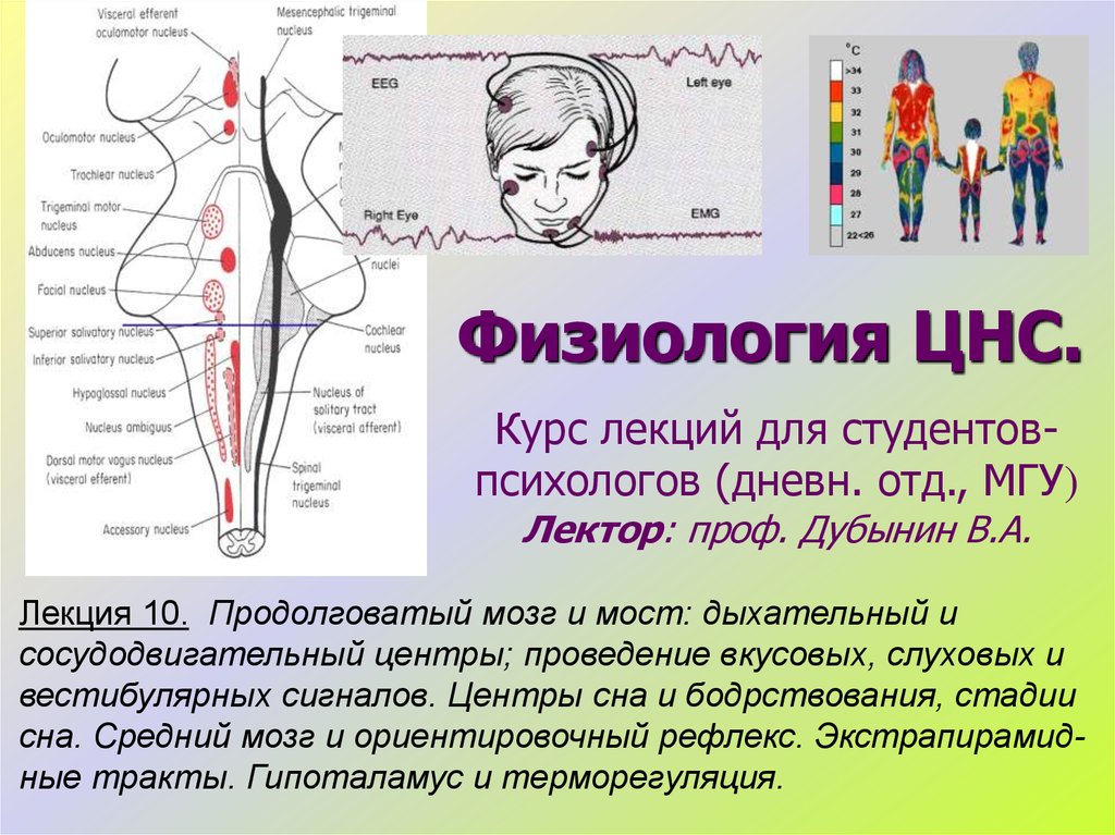 Продолговатый мозг и мост. ЦНС продолговатый мозг. Продолговатый мозг физиология. Центры продолговатого мозга физиология. Мост физиология.