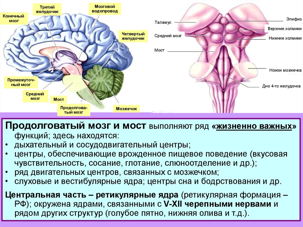 Центры рефлексов переднего мозга. Ядра продолговатого мозга схема. Схема наружного строения продолговатого мозга. Функции ядер продолговатого мозга. Мост мозжечок 4 желудочек.