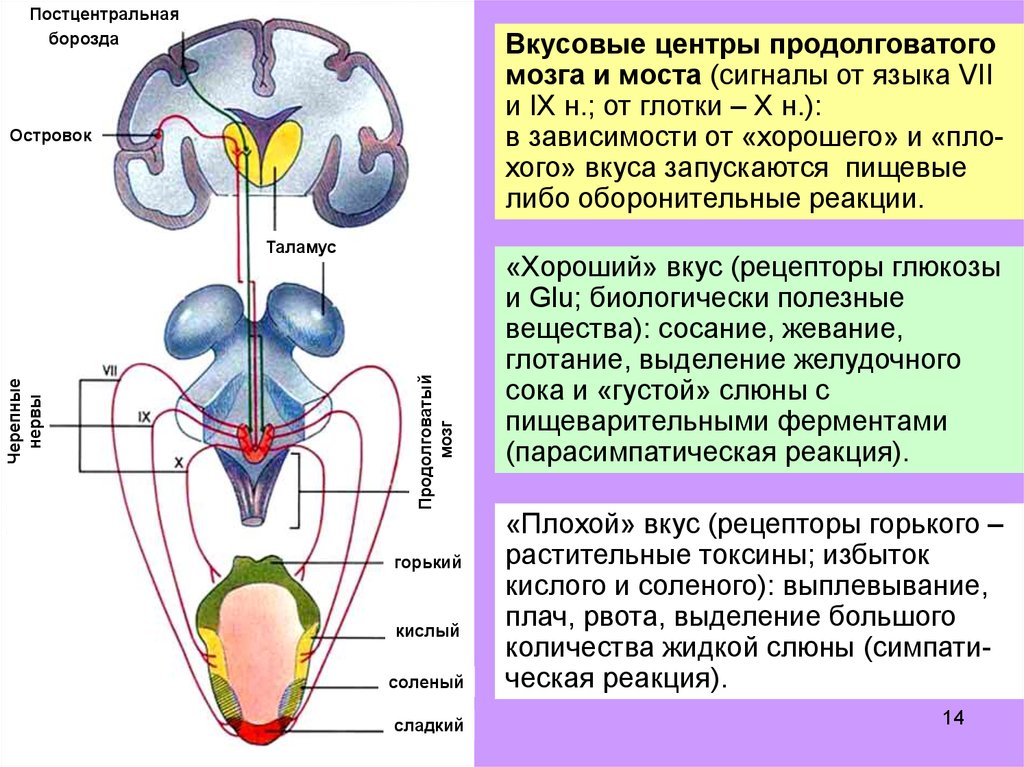 Продолговатый мозг нервные центры регуляции. Рецепторы вкусового анализатора. Сенсорная функция продолговатого мозга. Вкусовой анализатор физиология. Вкусовой анализатор головной мозг.