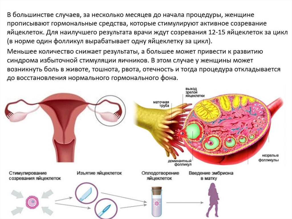 Где происходит созревание яйцеклеток. Яйцеклетка женщины. Сколькосяйцеклеток у.женщины. Сколько яйцеклеток у женщины. Норма фолликул в яичниках у женщин.