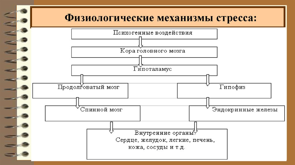 Механизм стресса. Физиологические механизмы стресса. Механизмы стресса и формирования психогений. Физиологические механизмы приспособления к стрессу. Физиологические механизмы стресса презентация.