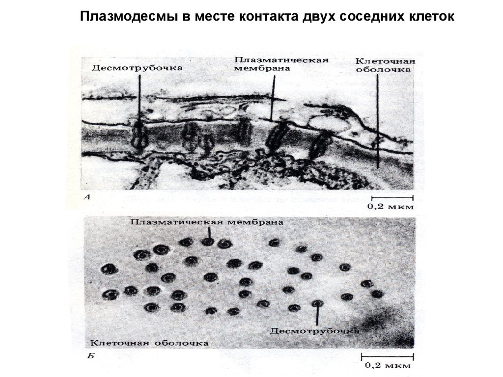 Соседняя клетка. Клеточная стенка плазмодесмы. Плазмодесма растительной клетки функции. Плазмодесма функции. Структура плазмодесмы.