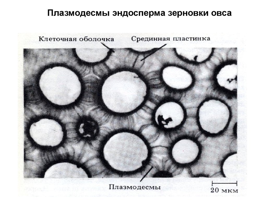 Плазмодесмы. Клеточные связи поры плазмодесмы перфорации. Плазмодесмы под микроскопом. Поровые поля плазмодесм. Плазмодесма микрофотография.