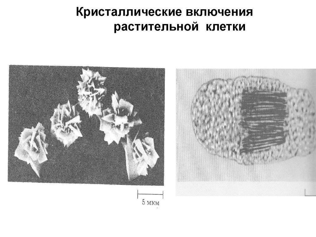 Ученик рассмотрел под микроскопом препарат корня одуванчика и сделал соответствующий рисунок клетки